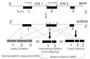 Splicing mutation schema