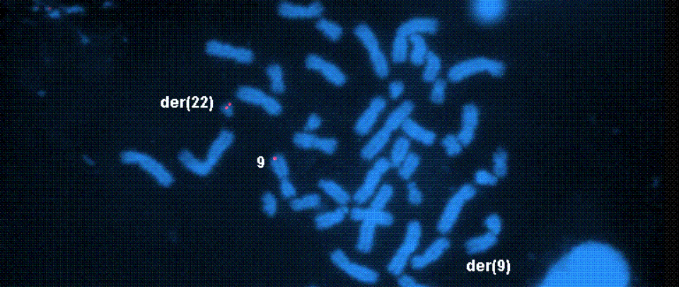 Probes have also been pre-designed covering most regions for customized production and validation for research applications.