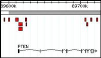 Genome browser region showing predesigned SC-FISH probes for PTEN oncogene